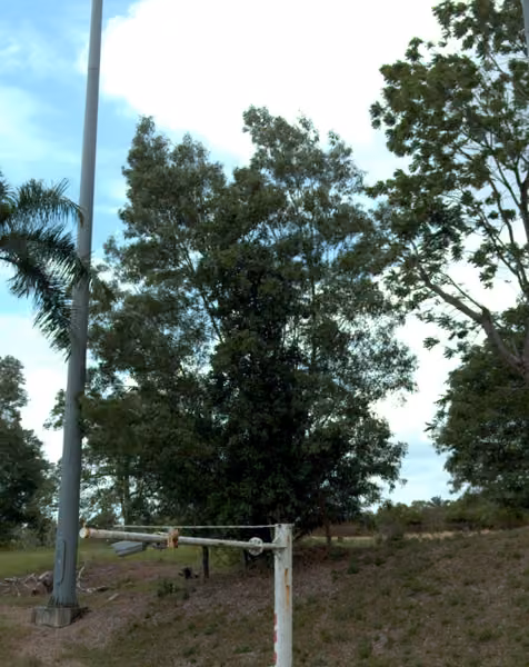 tree photo