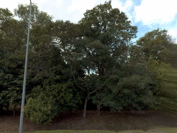 tree photo