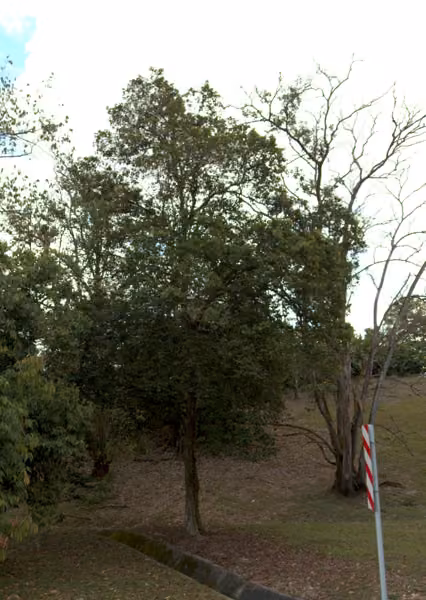tree photo