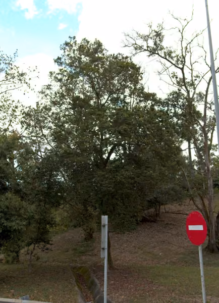 tree photo