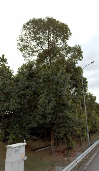 tree photo