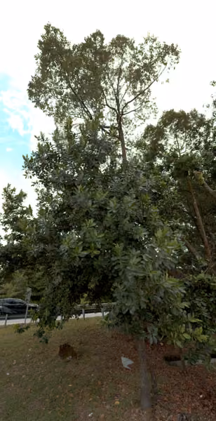 tree photo