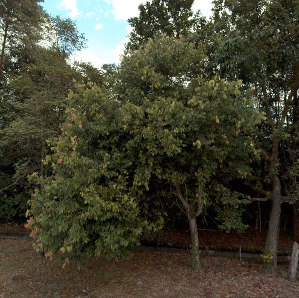 tree photo