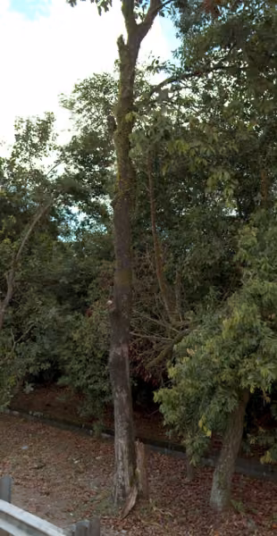 tree photo