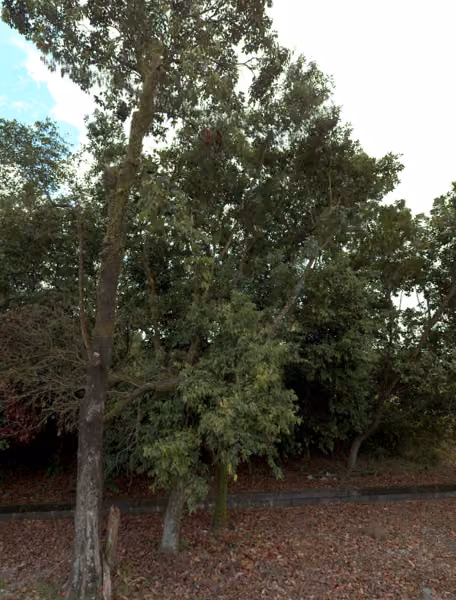 tree photo