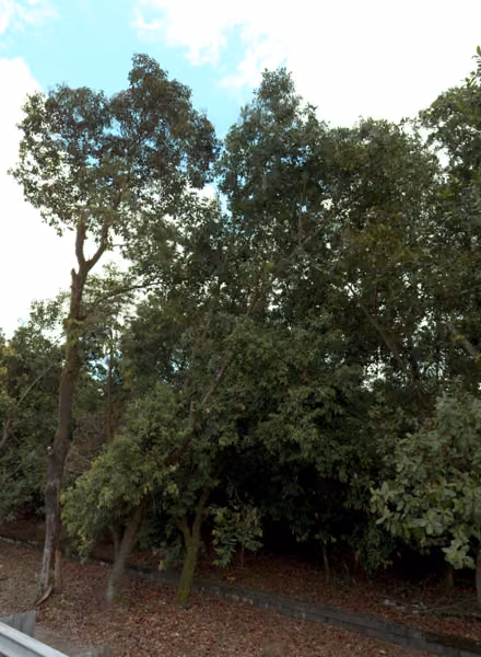 tree photo