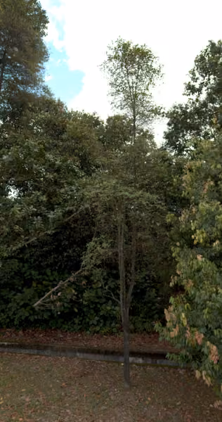 tree photo