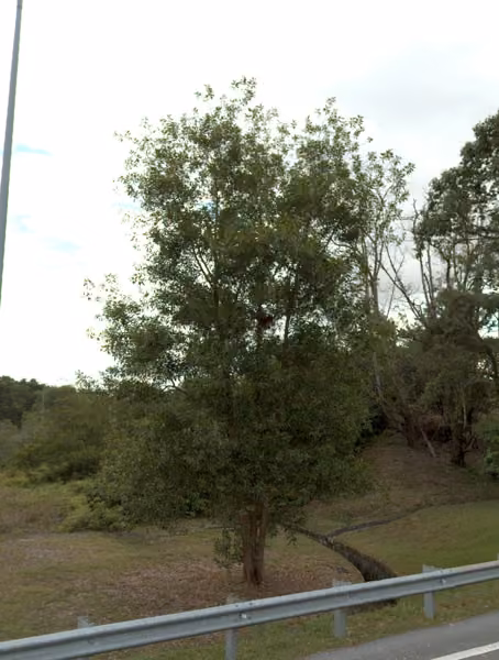tree photo