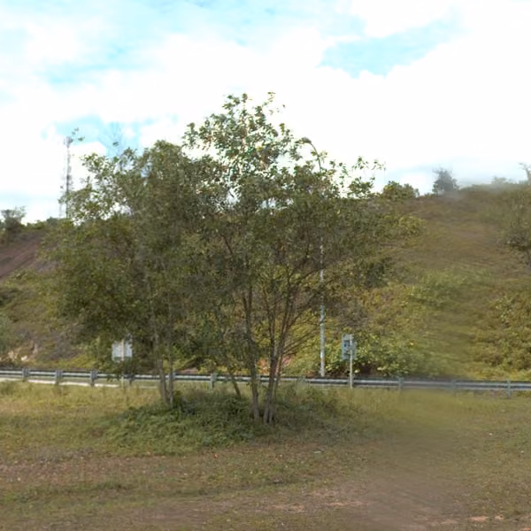 tree photo