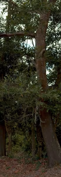 tree photo