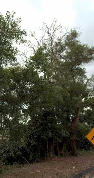 tree photo