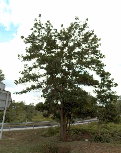 tree photo