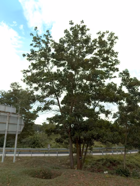 tree photo