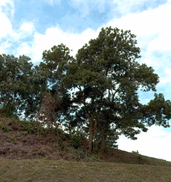 tree photo