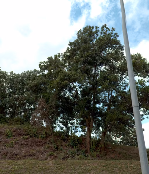 tree photo