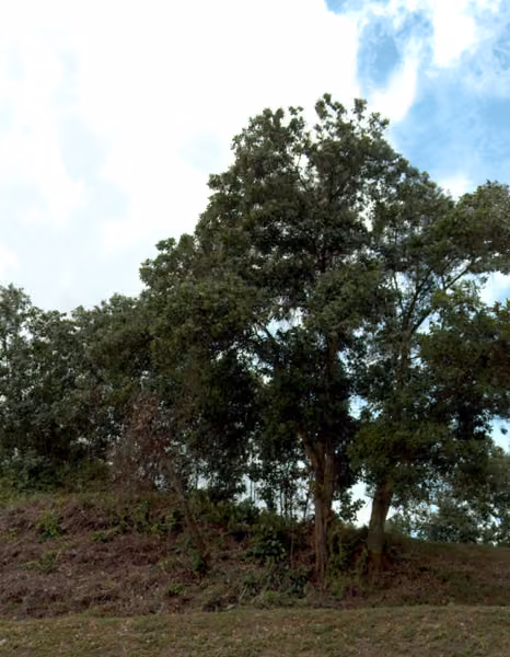 tree photo