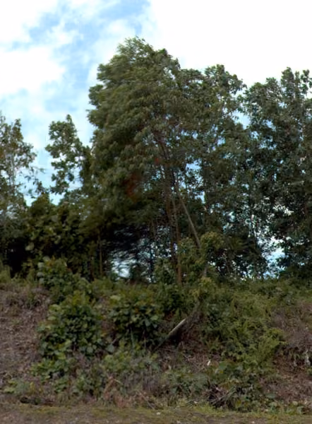 tree photo