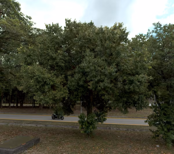 tree photo
