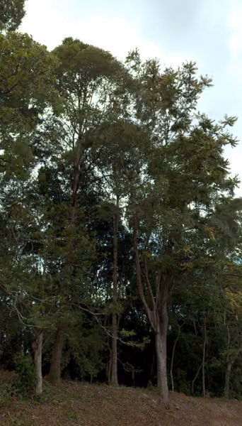 tree photo