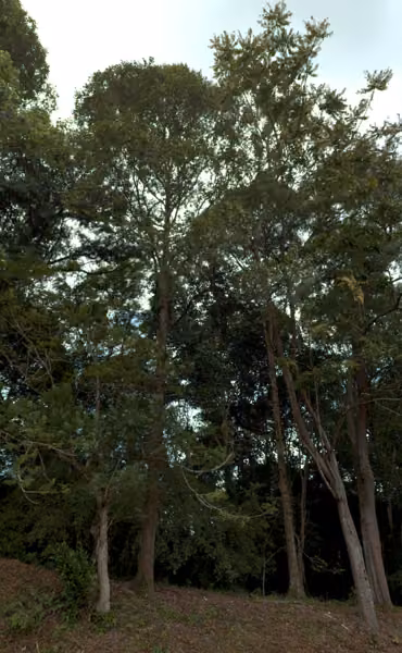 tree photo