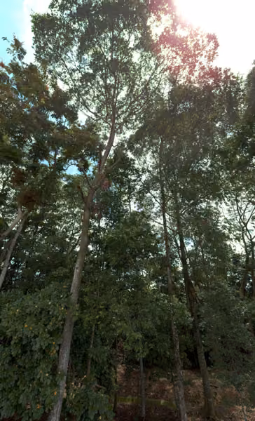tree photo