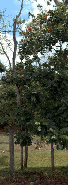 tree photo