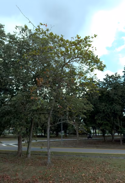 tree photo