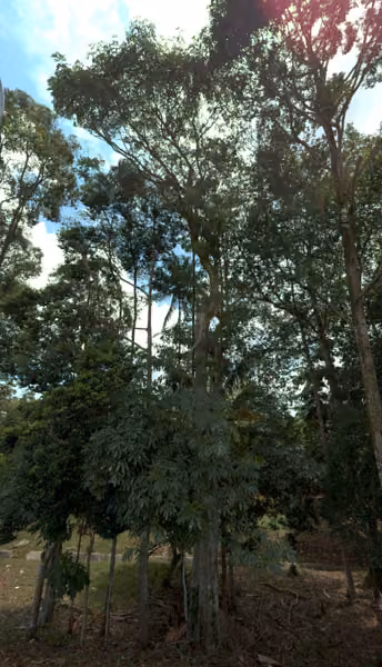 tree photo
