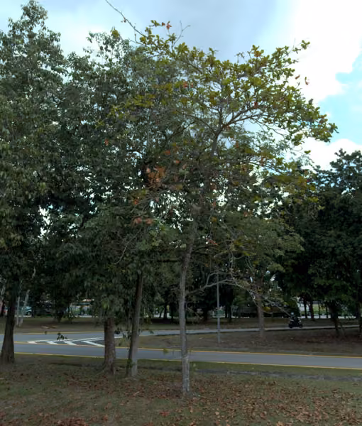 tree photo