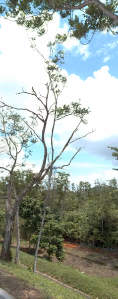 tree photo
