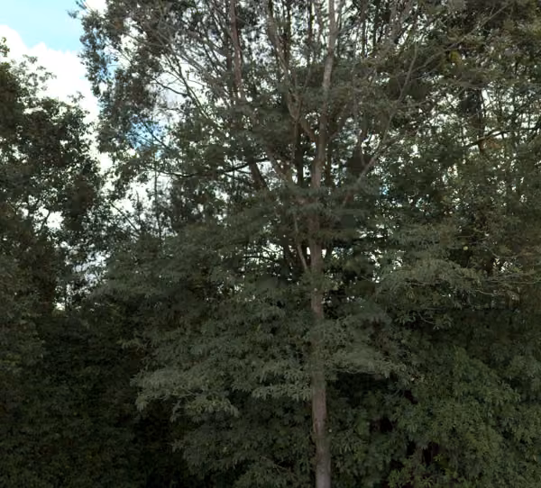 tree photo