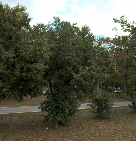 tree photo