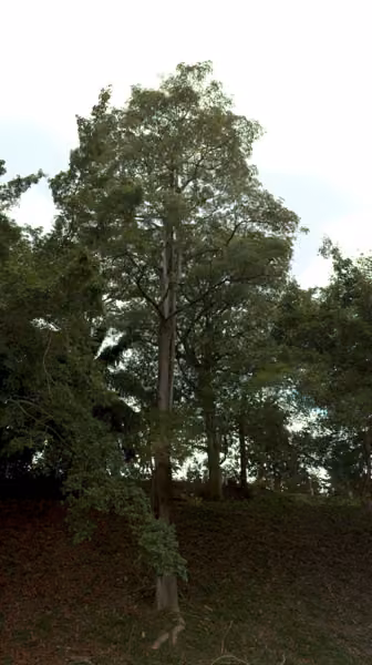 tree photo