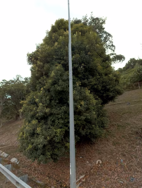 tree photo