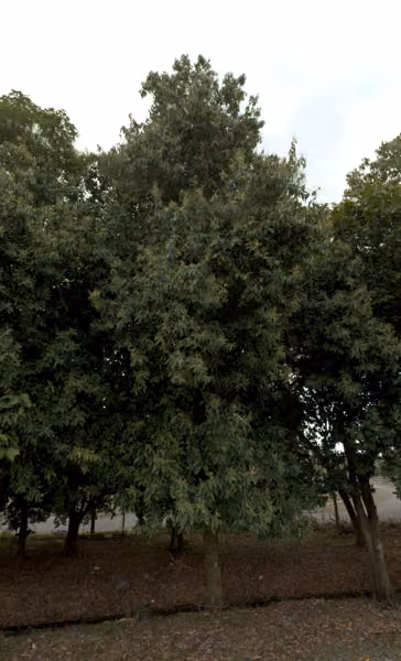 tree photo