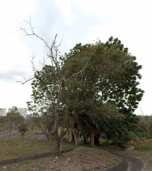 tree photo