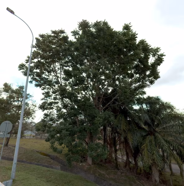 tree photo