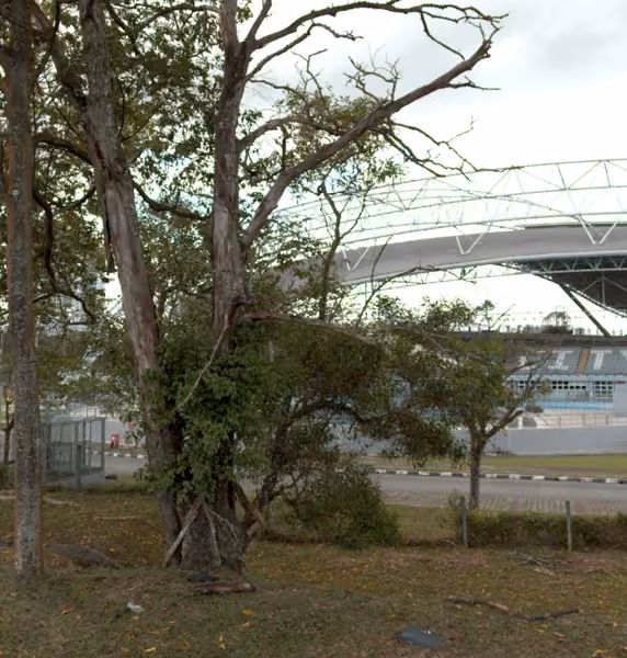 tree photo