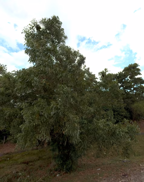tree photo