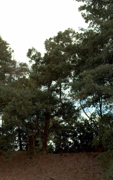 tree photo