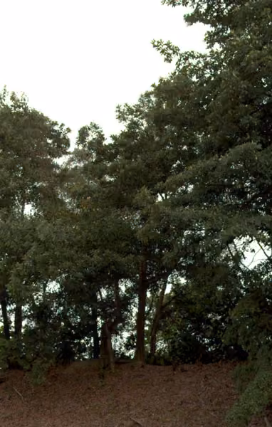 tree photo