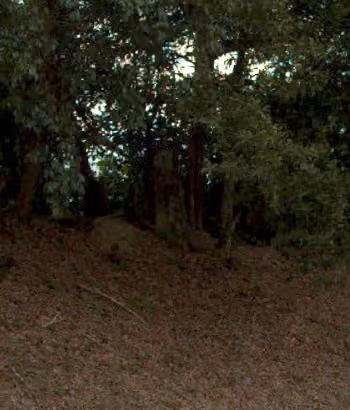 tree photo