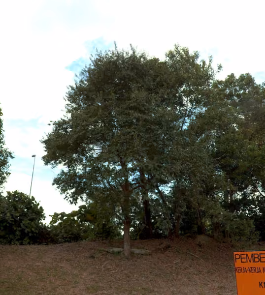 tree photo