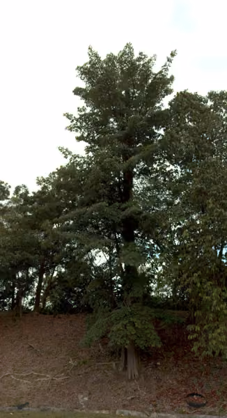 tree photo