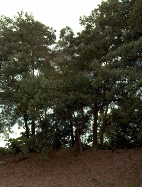tree photo