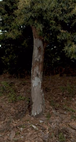 tree photo