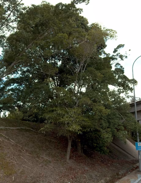 tree photo