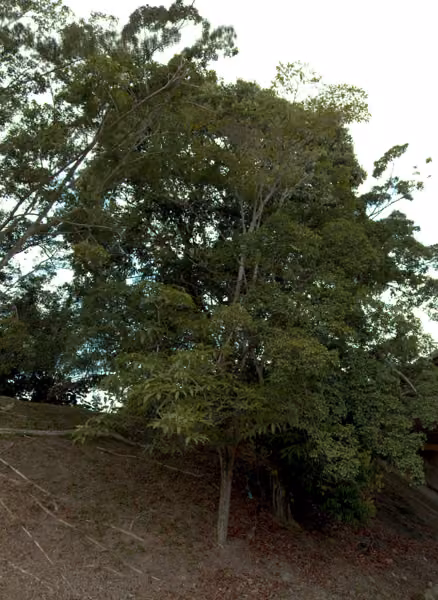 tree photo