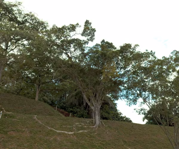 tree photo