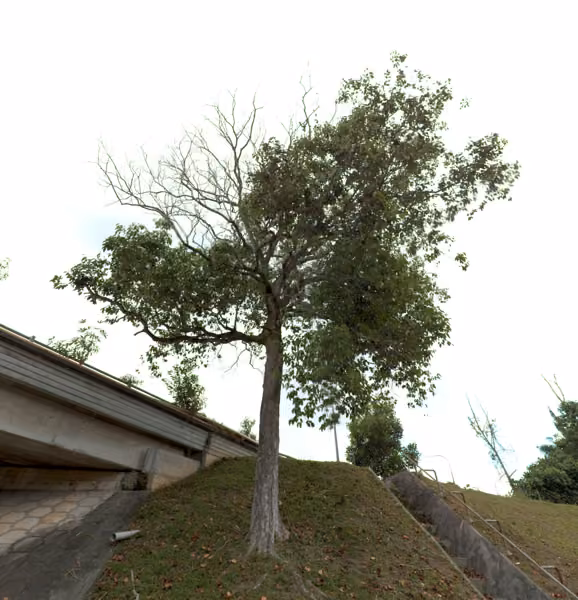tree photo